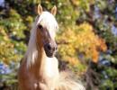 Konj: opis i karakteristike 1978 godište kojeg konja