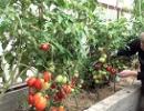 Kuras ir labākās, ražīgākās un pret slimībām izturīgākās tomātu šķirnes siltumnīcai Zema auguma lielaugļu tomāti polikarbonāta siltumnīcām