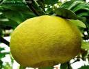 Pomelo: sadržaj kalorija, koristi i štete velikih citrusa