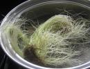 Kukuruzna svila - ljekovita svojstva, narodni recepti i kontraindikacije