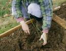 Borovnice: sadnja i njega, uzgoj Je li moguće presaditi borovnice