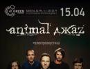 Solist “Animal Jazz”: “Imam jedan zahtjev za ženu - da je volim Alexander Krasovitsky VKontakte
